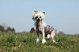 CHIEN NU CHINOIS 131